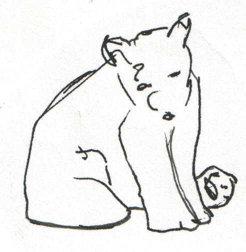 polar bear cub