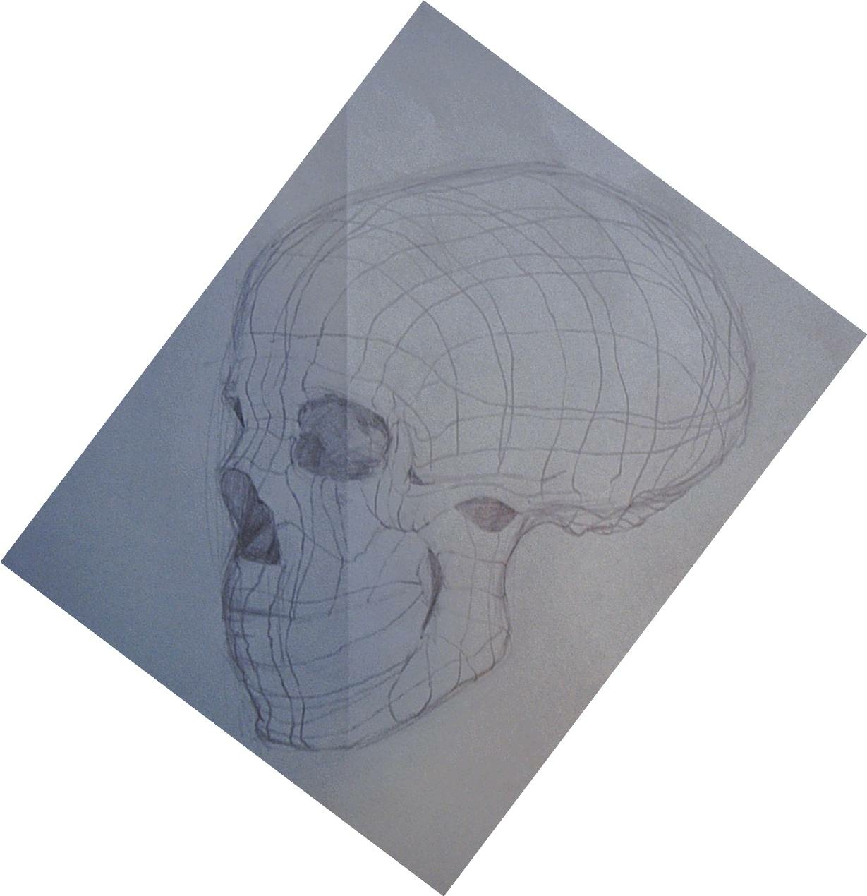 skull